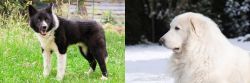 Karelian Bear Dog vs Great Pyrenees - Breed Comparison