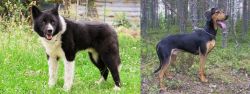 Karelian Bear Dog vs Greek Harehound - Breed Comparison