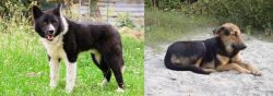 Karelian Bear Dog vs Indian Pariah Dog - Breed Comparison