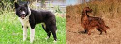 Karelian Bear Dog vs Irish Setter - Breed Comparison