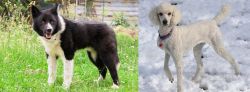 Karelian Bear Dog vs Poodle - Breed Comparison