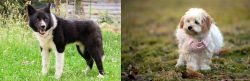Karelian Bear Dog vs West Highland White Terrier - Breed Comparison