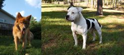Karelo-Finnish Laika vs American Bulldog - Breed Comparison