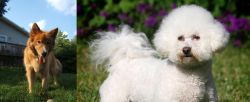 Karelo-Finnish Laika vs Bichon Frise - Breed Comparison