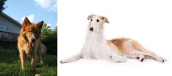 Karelo-Finnish Laika vs Borzoi - Breed Comparison