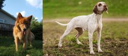 Karelo-Finnish Laika vs Braque du Bourbonnais - Breed Comparison