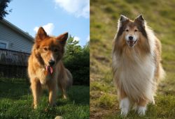 Karelo-Finnish Laika vs Collie - Breed Comparison