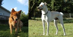 Karelo-Finnish Laika vs Cretan Hound - Breed Comparison