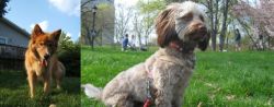 Karelo-Finnish Laika vs Doxiepoo - Breed Comparison