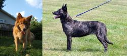 Karelo-Finnish Laika vs Dutch Shepherd - Breed Comparison
