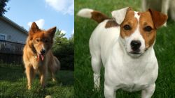 Karelo-Finnish Laika vs Irish Jack Russell - Breed Comparison