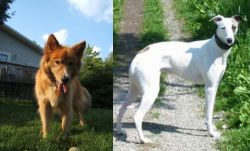 Karelo-Finnish Laika vs Kaikadi - Breed Comparison