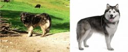 Kars Dog vs Alaskan Malamute - Breed Comparison