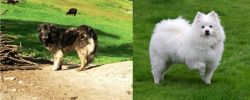 Kars Dog vs American Eskimo Dog - Breed Comparison