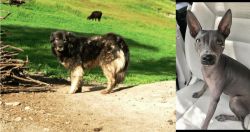 Kars Dog vs American Hairless Terrier - Breed Comparison