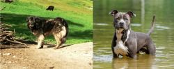Kars Dog vs American Staffordshire Terrier - Breed Comparison