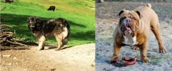 Kars Dog vs Australian Bulldog - Breed Comparison