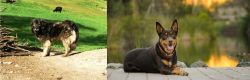 Kars Dog vs Australian Kelpie - Breed Comparison