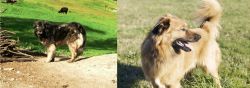 Kars Dog vs Basque Shepherd - Breed Comparison