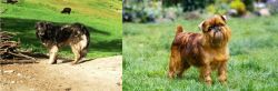 Kars Dog vs Belgian Griffon - Breed Comparison