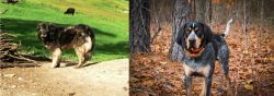 Kars Dog vs Bluetick Coonhound - Breed Comparison