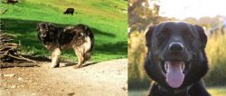Kars Dog vs Borador - Breed Comparison