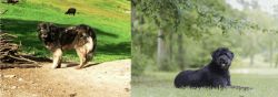 Kars Dog vs Bouvier des Flandres - Breed Comparison