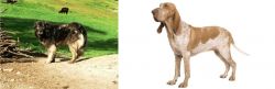 Kars Dog vs Bracco Italiano - Breed Comparison