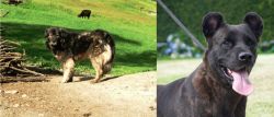 Kars Dog vs Cao Fila de Sao Miguel - Breed Comparison