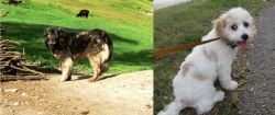 Kars Dog vs Cavachon - Breed Comparison