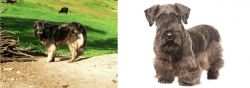 Kars Dog vs Cesky Terrier - Breed Comparison