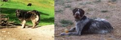 Kars Dog vs Deutsch Drahthaar - Breed Comparison