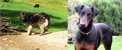Kars Dog vs Doberman Pinscher - Breed Comparison