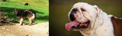 Kars Dog vs English Bulldog - Breed Comparison