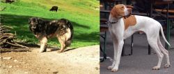Kars Dog vs English Pointer - Breed Comparison
