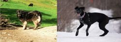 Kars Dog vs Eurohound - Breed Comparison