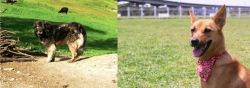 Kars Dog vs Formosan Mountain Dog - Breed Comparison