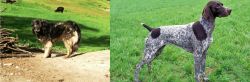 Kars Dog vs German Shorthaired Pointer - Breed Comparison