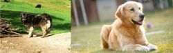 Kars Dog vs Goldador - Breed Comparison