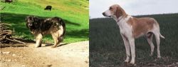 Kars Dog vs Grand Anglo-Francais Blanc et Orange - Breed Comparison
