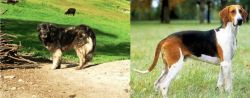 Kars Dog vs Grand Anglo-Francais Tricolore - Breed Comparison