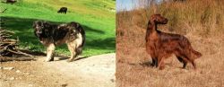 Kars Dog vs Irish Setter - Breed Comparison