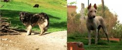Kars Dog vs Jonangi - Breed Comparison