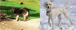 Kars Dog vs Poodle - Breed Comparison