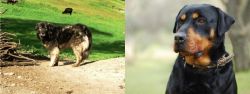 Kars Dog vs Rottweiler - Breed Comparison