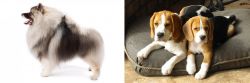 Keeshond vs Beagle - Breed Comparison