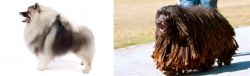 Keeshond vs Bergamasco - Breed Comparison