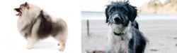 Keeshond vs Bordoodle - Breed Comparison