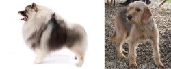 Keeshond vs Bosnian Coarse-Haired Hound - Breed Comparison