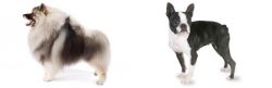 Keeshond vs Boston Terrier - Breed Comparison